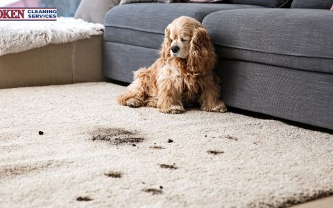 The Ultimate Guide to Carpet Cleaning Spot Cleaning: Stains Be Gone!