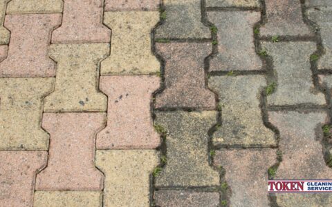 Can You Really Remove Algae from Stone? Yes, Here’s How